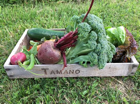 tamano farm|Tamano Farm (@tamanofarm) • Instagram photos and .